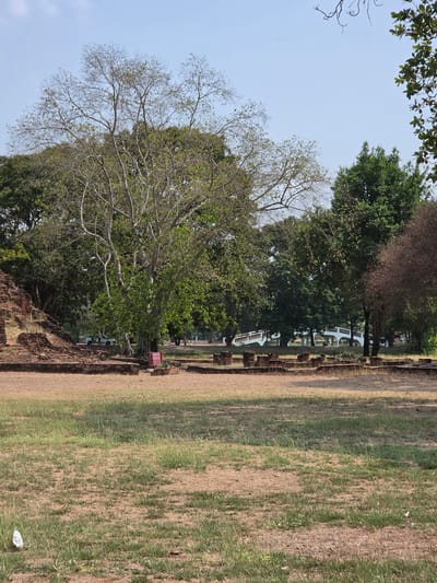 The image shows a scene in Phra Nakhon Si Ayutthaya City Municipality, Thailand. The foreground consists of a grassy area on the right and crumbling brick structures on the left. A large tree with a mix of bare branches and green leaves stands prominently to the left, partially obscuring the sky. Behind the tree and brick structure, a row of green trees stretches into the distance, alongside the remains of an ancient structure. White benches are visible in between the trees. The sky is pale blue. The entire image has been rotated 90 degrees counterclockwise.