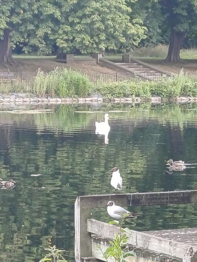 The image captures a reflective scene of a waterway with surrounding greenery and a stone structure. In the water, two white birds are visible, one appearing to be a seagull with its head down. Another object, possibly a piece of clothing, is floating on the water's surface. The reflection in the water distorts the surrounding trees and a stone bridge or walkway. There is a sense of calm and nature. The lighting suggests it is daytime, with dappled light filtering through the trees, creating a soft, diffused illumination. The location cues, such as the stone architecture and the lush greenery, hint at a park or a historical site in Middlesbrough, United Kingdom.