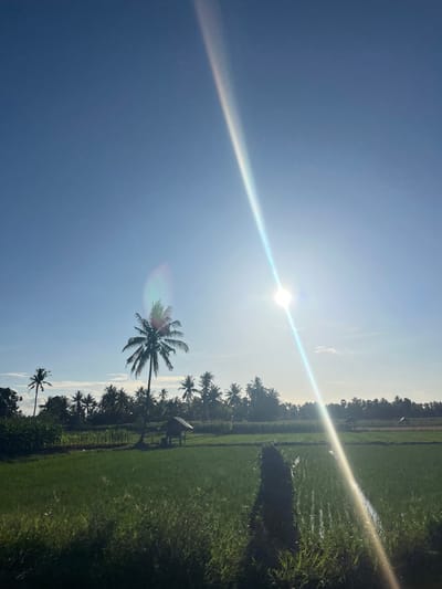 This image depicts a sun-drenched rice paddy field in Welado, Indonesia, under a clear blue sky. A prominent sunbeam diagonally crosses the frame, with lens flare visible near the sun's bright core. In the mid-ground, a small, traditional hut with a thatched roof sits amidst the lush green rice stalks, casting a shadow. Coconut palm trees dot the landscape, lining the horizon and scattered throughout the scene. The foreground features tall grasses, some catching the sunlight, with the waterlogged rice paddy reflecting the sky and surrounding vegetation. The overall impression is one of a serene, rural tropical environment.