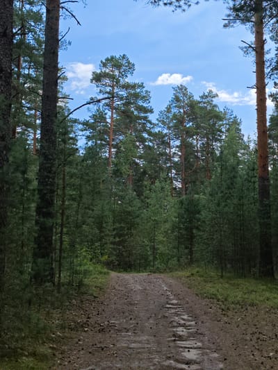 A dirt road winds through a dense pine forest under a partly cloudy blue sky. The road surface is a mixture of dirt, gravel, and scattered pinecones, with some sections appearing wet and slightly muddy, revealing a pattern of embedded stones or compacted earth. Tall pine trees, some with rough, reddish-brown bark and others with darker, textured bark, dominate the scene, forming a thick canopy overhead. The undergrowth is lush with green foliage. The environment appears to be a natural, undeveloped area within or near the village of Zaklinye, Russia. There are no people or animals visible in the image.