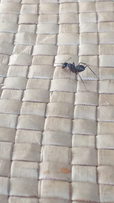 A single dark-bodied ant with a reddish-brown head and mandibles is observed in a close-up, high-angle shot. The ant is positioned on a light-colored, uniformly woven surface, likely a mat or basket, consisting of interlocked rectangular strips of natural fiber. The ant is oriented with its head towards the upper right, its six legs extended and gripping the textured surface. Minor, irregular orange-brown discolorations are present on several woven strips in the lower left quadrant of the frame. The scene is illuminated by diffuse, overhead light. This image was captured in Serdang, Indonesia.