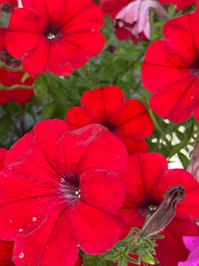 This is a close-up, overhead shot of several bright red petunias in bloom, with a hint of purple and pink petunias also visible. The flowers are in focus, filling the frame with their vibrant colors and delicate, velvety petals. Green foliage serves as a background, creating a lush and natural setting. The lighting suggests it might be daytime, possibly outdoors in a garden or a well-lit area. There are no people or objects other than the flowers themselves. The image conveys a sense of natural beauty and the simple elegance of blooming flowers. The location context provided is Fontanka, Ukraine, which, combined with the image of blooming flowers, suggests a springtime or summer scene. There is no visible text in the image.