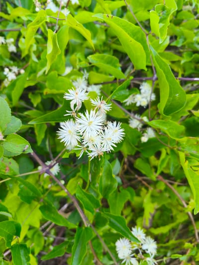 This is a close-up, eye-level, full-frame, vertical photograph of a dense cluster of bright green leaves and small white flowers. The foliage dominates the image, with the leaves exhibiting a slightly glossy texture and varied shapes. Scattered amongst the leaves are numerous delicate white flowers. These flowers are small and star-shaped, with thin, pointed petals radiating from a central yellow or white core. Some of the flowers are in full bloom, while others appear to be budding or have already started to fade. Thin, purplish stems are visible weaving through the greenery, supporting the leaves and flowers. The background is a blur of green and brown, suggesting a natural, outdoor setting. A single small insect, possibly a fly, is visible on a leaf in the lower left quadrant of the image. The lighting appears natural, likely daylight, creating soft shadows and highlighting the vibrant green of the leaves. The image does not depict any specific identifiable landmarks or features of the city of Campochiaro, Italy, beyond a general impression of lush vegetation.
