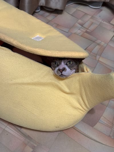 A Sphynx cat with grey and white fur peeks out from a yellow banana-shaped bed. The cat's face is the only part of its body visible. The cat has large, green eyes and a pink nose. The background is a tiled floor with a geometric pattern of pink, grey, and beige tiles. The scene is indoors. There is no indication of the location being in the city of Closed administrative–territorial formation "Mezhgorye", Russia.