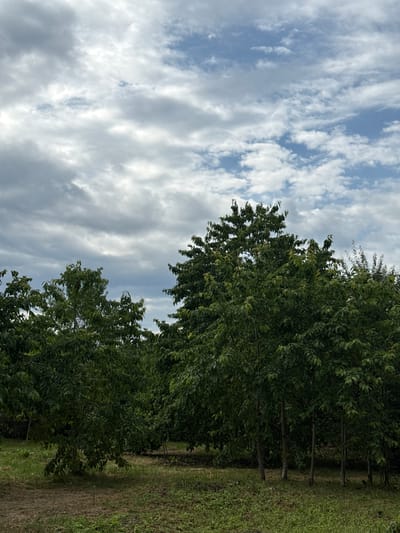 The image depicts a grove of trees with lush green foliage, under a sky filled with a mix of white and gray clouds. The trees are densely packed, with some appearing taller and more mature than others. The ground beneath the trees is covered in grass and dry leaves, suggesting an outdoor, possibly rural, setting. The lighting indicates it is daytime, though the cloud cover obscures direct sunlight. There are no people or any discernible man-made structures in the frame. The scene is a natural landscape, a grove of trees with a cloudy sky above. The location of Nogir, Russia, is not visually evident from the image itself.
