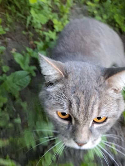This is a close-up, high-angle shot of a grey tabby cat with bright orange eyes, looking upwards. The cat's fur has subtle dark stripes. It is situated outdoors, with lush green foliage and dark soil visible in the background. The image was taken in Chernetsk, Russia.