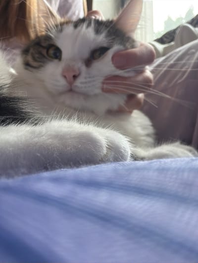 A domestic cat with white and tabby fur is the central subject of this close-up, low-angle photograph. The cat's face is partially obscured by a human hand, which is gently holding its cheek. The cat's eyes are open and appear to be a light brown or hazel color. Its nose is pink, and its whiskers are prominent. The cat's body is relaxed, and its paws are visible in the foreground, resting on a textured blue surface that appears to be fabric. The background is blurred, with hints of sunlight and indoor elements. The image does not provide any information about the location in the city of Колычёво, Russia, or any specific environmental context beyond the immediate indoor setting. The interaction depicted is one of affection or petting between a human and a pet.