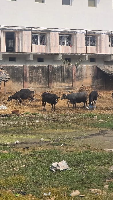Four dark-colored bovines graze on a grassy area, littered with trash, next to a weathered, concrete building. The building's facade features windows with barred coverings, and a newer white building is visible to the left, connected to the older structure. The ground appears damp and partially muddy, and the overall scene suggests an urban or semi-urban setting with some level of environmental neglect.