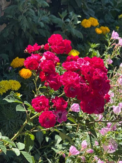 A close-up, high-angle shot captures a cluster of bright pink roses in full bloom, with their petals tightly furled in the center and opening outwards. The roses are supported by a thorny green stem with serrated leaves. In the background, soft-focus yellow marigolds and delicate pink flowers create a vibrant, garden-like atmosphere, under dappled sunlight suggesting an outdoor setting, likely a garden in the city of Konop, Bulgaria. The overall impression is one of natural beauty and vibrant life.