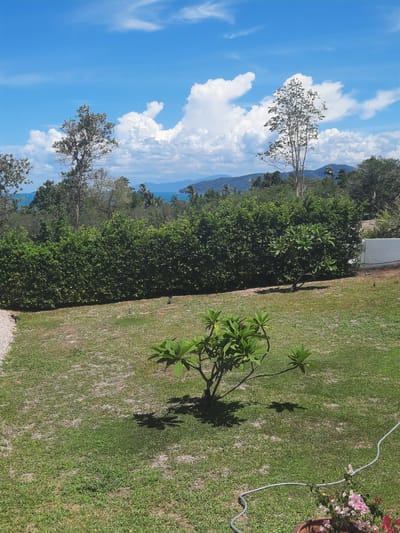 The image depicts a lush, green outdoor scene. In the foreground, a manicured lawn with patches of dry earth is visible. A small, leafless tree with green foliage stands in the center, casting a distinct shadow. In the background, a dense hedge forms a barrier, beyond which a variety of trees and foliage can be seen, with glimpses of a blue body of water and distant hills under a bright blue sky with scattered white clouds. The scene is indicative of a tropical environment, likely a garden or park in Ban Bang Khao, Thailand. There are no people or animals visible in the image, and no specific actions or interactions are taking place. The overall impression is one of natural beauty and tranquility.