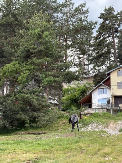 This outdoor image, captured in Цигов чарк, Bulgaria, presents a sloped, semi-natural landscape featuring residential buildings and dense tree cover under an overcast sky. In the foreground, a patch of green grass with some exposed soil and rocky areas transitions into an unpaved, gravel path on the right. A gray roan horse, observed from behind, walks uphill with its head lowered, appearing to graze. It wears a dark halter, and a lead rope is visible extending to the left. A second, brown horse is partially visible further up the slope, obscured by vegetation behind the gray horse.
The midground is dominated by numerous tall conifer trees, primarily pines, exhibiting green needles and some lighter new growth, interspersed with deciduous foliage and some dead branches. Several multi-story residential buildings are nestled among the trees. The most prominent houses on the right feature light-colored facades (light yellow/beige and white), brown wooden architectural accents, multiple windows (some with dark shutters), and balconies with dark metal railings and stone bases. A satellite dish is visible on the facade of the rightmost house. Further back, additional light-colored structures with pitched, red-brown roofs are partially visible through the dense tree canopy. Black utility lines traverse horizontally across the upper midground. The sky above is uniformly cloudy.