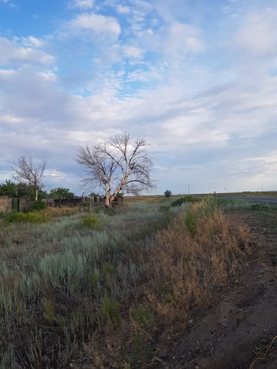 The image depicts a rural landscape with an overcast sky and sparse vegetation. In the foreground, dry, tall grasses are present, with a more verdant, scrub-like vegetation further back. Behind the grasses, a dilapidated wooden fence surrounds a small, unkempt area with a few dilapidated structures. Two bare, deciduous trees are visible within this fenced area, one larger and more prominent than the other. Beyond the fence, the land stretches out to a flat horizon, with a paved road running across the mid-ground, flanked by more sparse vegetation and utility poles. The overall impression is one of abandonment and a natural, uncultivated environment in the vicinity of Дөлен ауылдық округі, Kazakhstan.