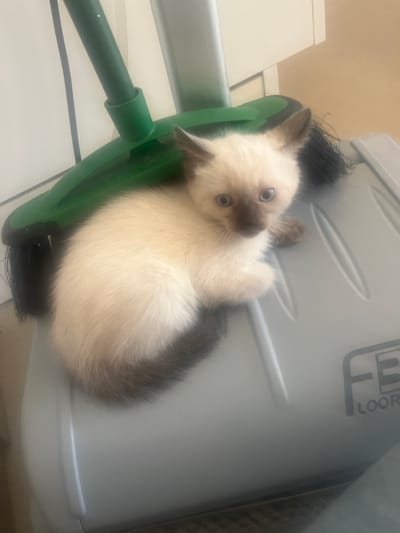 A light-colored kitten with darker points on its ears, face, and tail is nestled on top of a gray plastic container. The kitten is partially covered by a green broom handle and bristles. The background consists of white and beige walls. The scene appears to be indoors.