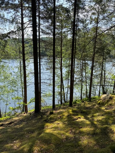 The image depicts a serene natural landscape at the edge of a coniferous forest overlooking a body of water, likely a lake or river, in Vessigebro, Sweden. Numerous tall, slender conifer trees, possibly pines or spruces, with dark trunks and green foliage, stand vertically in the foreground, framing the view of the water.
To the right, a steep bank or hillside is densely covered in vibrant, rich green moss, creating a soft, textured surface. Sunlight streams through the trees, casting distinct patterns of light and shadow across this mossy ground, and illuminating scattered pine cones. This suggests a clear, sunny day, possibly morning or late afternoon, given the angle of the shadows.
The body of water, visible through and beyond the tree trunks, appears calm with gentle ripples on its surface, reflecting the light from the sky. The sky itself is bright and clear, peeking through the dense network of tree branches and needles overhead. There are no people, animals, or man-made objects visible, nor is any text present. The scene conveys a sense of peaceful tranquility and untouched nature.