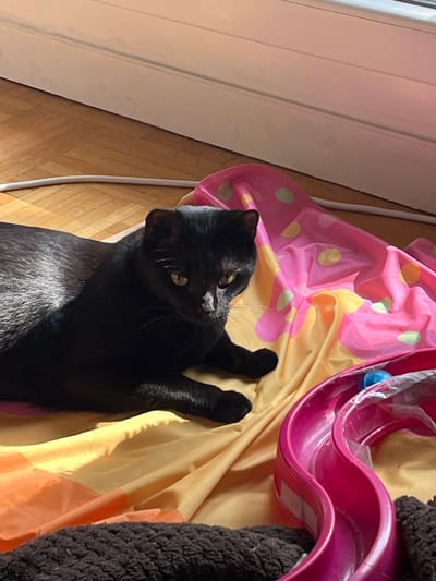 A black cat is lying on a colorful fabric on a wooden floor in what appears to be a home in L'Haÿ-les-Roses, France. The fabric has large pink and yellow polka dots. To the right of the cat, there is a pink plastic cat toy with a blue ball inside. The cat is looking directly at the camera with a calm expression. Sunlight is streaming in from the right side of the image, casting shadows on the cat and the fabric. A white electrical cord runs across the floor in the background.