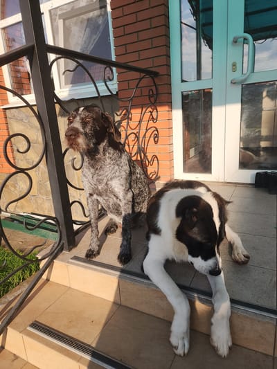 Two dogs are on the porch of a brick house. The dog on the left is a German Wirehaired Pointer, sitting upright and looking to the left. The dog on the right is a black and white mixed breed, lying down with its head resting on its paws. The porch has beige tiles with metal safety strips on the steps. A black metal railing with decorative scrollwork is to the left of the dogs. The house has a brick facade and a white door with glass panels and a silver handle. The scene is illuminated by sunlight, casting shadows on the porch. The image appears to have been taken in Yuryev-Polsky, Russia, given the architectural style and environment.