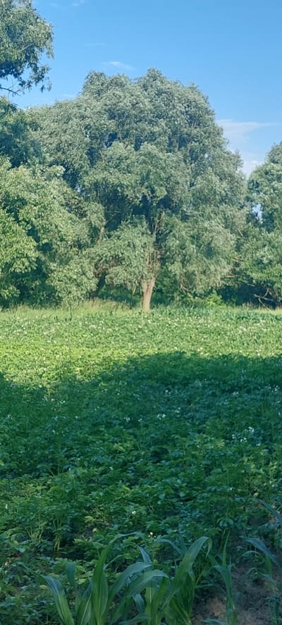 The image depicts a rural landscape in Voronkiv, Ukraine. The scene is dominated by lush greenery, with a large, mature tree with dense foliage on the left side of the frame. In front of the tree, and extending to the right, is a field of low-lying plants, possibly crops like potatoes, as evidenced by small white flowers dotted throughout the green mass. To the far right, taller green plants, resembling corn stalks, are visible. The sky above is a clear, bright blue, suggesting fair weather and daytime. The lighting indicates it's likely midday, with shadows cast by the trees onto the field. There are no people or specific objects of human construction visible, creating a natural, undisturbed setting. The overall impression is one of natural abundance and agricultural activity.