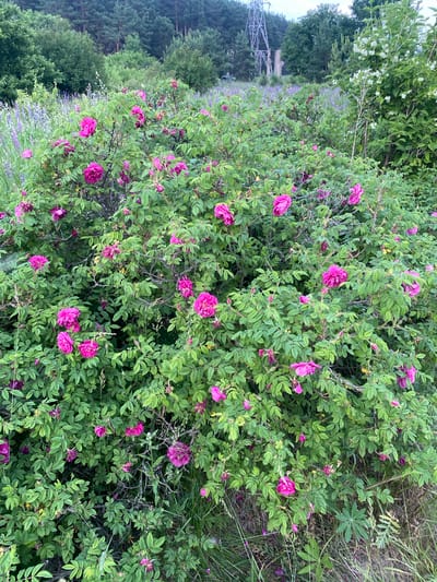 The image shows a dense, green bush covered in numerous vibrant pink roses in full bloom. The bush is situated in an outdoor environment, with a field of purple flowers and tall green trees in the background. A tall, grey, lattice-like electrical tower is visible in the far background, to the left of center. The lighting suggests it is either early morning or late evening. The scene is devoid of any people or animals. The overall impression is a wild, overgrown natural setting. This location appears to be in the city of Yuryatino, Russia, based on the context provided.