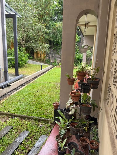 The image captures a rainy day scene at a residence in Kottawa, Sri Lanka. The foreground features a paved walkway made of grey, textured slabs leading into a lush green lawn. To the left, a large grey pipe and a grey vertical pole are visible, partially obscured by an overhang with a dark frame and transparent roof. Further left, part of a building with a grey textured wall and a light-colored overhang is visible.
Dominating the right side of the image is an arched doorway, revealing a covered patio area. Inside the arch, a light-colored pot hangs from a chain, with a plant trailing from it. Adjacent to the patio, on the exterior wall of the building, a decorative lattice pattern is integrated into the light-colored wall.
In front of the patio, a multi-tiered plant stand holds several potted plants. These plants vary in size and species, with some in terracotta pots and others in dark plastic basket-like containers. Among the visible plants are what appear to be orchids and foliage plants. The ground around the plant stand and extending onto the patio is a reddish-pink color.
The background consists of a vibrant green lawn that slopes gently upwards. Beyond the lawn, a dense arrangement of tall, slender bamboo stalks with yellow hues stands out against the backdrop of lush green trees and foliage. A stone wall is visible behind the bamboo. Two dark, modern-looking outdoor lamps are positioned along the edge of the lawn where it meets a concrete border. The overall impression is one of a well-maintained outdoor space, with a focus on greenery and potted plants, set against a natural, verdant landscape.