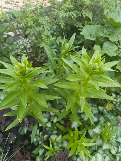 The image depicts a close-up view of a garden scene, likely in Kalachevo, Russia, given the provided context, though there are no direct visual indicators to confirm this specific location. The foreground is dominated by several tall, green plants with long, pointed leaves. Two of these plants prominently feature clusters of green buds at their apexes, suggesting they are flowering plants in the early stages of bloom, possibly lilies. The leaves are a vibrant green, with some appearing slightly waxy and bearing faint markings.
Beneath these taller plants, a ground cover of smaller plants with variegated, silver and green leaves is visible, interspersed with darker, clover-like foliage. Tiny pink flowers are sparsely scattered amongst the ground cover. In the background, a dense growth of various green foliage can be seen, with some larger, ribbed leaves suggesting the presence of plants like squash or pumpkin. A pale pink wall or structure is partially visible at the very top of the frame. The lighting suggests it is daytime, likely with overcast or diffused sunlight, as there are no harsh shadows. No people or animals are present in the image. The overall impression is one of a lush, cultivated garden.