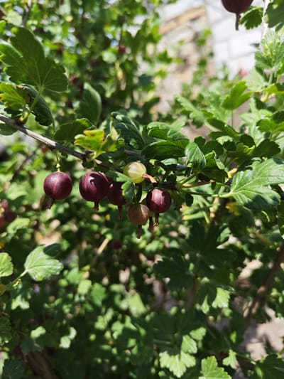 In Krutinskiy, Russia, a gooseberry bush is shown with several ripe, dark red gooseberries hanging from its branches. The berries are round and plump, with some appearing slightly bruised or darker in color. Green, lobed leaves with serrated edges surround the fruit. The background is blurred, suggesting a shallow depth of field, but hints of other foliage and a building structure are visible. The lighting indicates it is daytime, with sunlight casting shadows on the leaves.