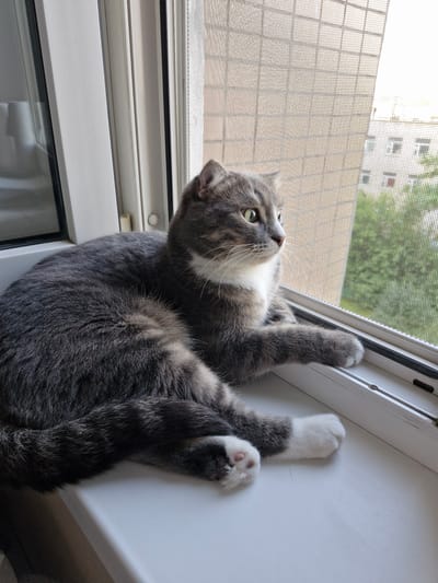 A medium shot, taken from a slightly elevated angle, shows a grey tabby cat with white paws lying on a white windowsill. The cat is facing right, looking out of a window that has a fine mesh screen. Outside the window, there is a building with balconies and trees. The cat is relaxed, with its front paws resting on the windowsill. The lighting suggests it is daytime, possibly late afternoon. The scene is indoors, by a window, with a view of an urban environment.