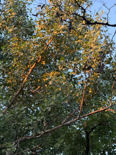 The image shows a close-up view of tree branches and leaves against a clear blue sky. The leaves are a mix of green and golden hues, suggesting it might be late afternoon or early evening, or perhaps autumn. Sunlight filters through the canopy, creating dappled lighting effects on the foliage and branches. The branches are varied in thickness and texture, with some appearing smoother and lighter in color while others are darker and more gnarled. There are no people or discernible objects in the image, and the scene is entirely natural. The setting appears to be outdoors, likely a wooded area. The image is purely descriptive of the natural environment and does not convey any specific activity or emotion. There is no visible text in the image.