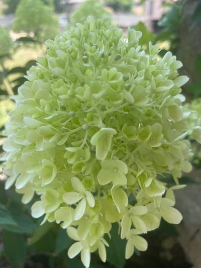 The image shows a close-up, slightly overhead view of a cluster of pale green hydrangea flowers. The flowers are tightly packed together, forming a cone-shaped inflorescence. Many individual florets are visible, each with delicate, layered petals. Some of the florets are fully open with four distinct petals, while others are still in bud form or partially developed. The color ranges from a very light, almost white green to a slightly deeper lime green, with some hints of yellow. The background is softly blurred, suggesting a natural outdoor setting with foliage and hints of a building or structure in the distance, possibly indicating a garden or park. The lighting appears to be natural daylight, casting soft shadows and highlighting the texture of the petals. There is no visible text in the image. The overall impression is one of natural beauty and the delicate details of blooming flowers.