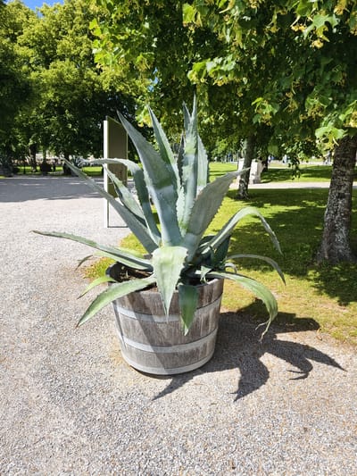 The image depicts a large agave plant in a wooden barrel planter. The planter is situated on a gravel path adjacent to a grassy area. In the background, there are several trees with green foliage, and a few individuals can be observed walking in the distance. The scene appears to be an outdoor park or garden. The presence of deciduous trees suggests a temperate climate, and the overall ambiance is serene. The photograph captures a sunny day, as evidenced by the shadows cast by the agave plant and the trees. The location is identified as being within Ekerö kommun, Sweden.