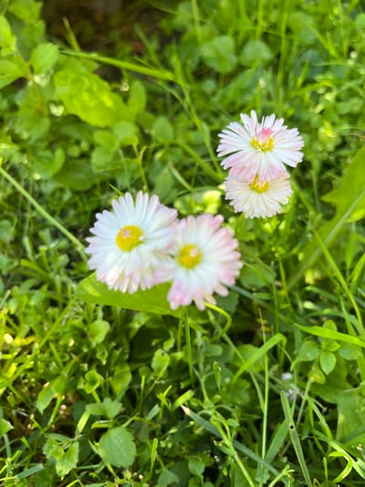 The image shows a close-up of several small white and pink daisies with yellow centers, growing in lush green grass. The daisies are the primary subjects, with their delicate petals and vibrant centers clearly visible. The background is a soft blur of green foliage, suggesting an outdoor setting. The lighting indicates it is daytime, with sunlight casting subtle shadows and highlighting the dew or moisture on the grass. The scene is natural and serene, typical of a garden or meadow. The location is specified as Otyakovo, Russia, which suggests a rural or suburban environment with abundant greenery. There are no people or animals present in the image, nor any man-made structures or objects. The focus is solely on the natural beauty of the flowers and their surroundings.