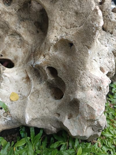 A close-up, detailed image captures a large, irregularly shaped, porous rock resting on a bed of green ground cover in Ouderkerk aan de Amstel, Netherlands. The rock exhibits a variegated coloration of beige, off-white, and light brown hues, with localized grey and subtle pinkish tones. Its surface is extensively weathered, characterized by a rough texture, numerous deep cavities, smaller holes, and sharp, jagged edges.
Prominent features include a large, deep, amorphous cavity located in the upper-left quadrant and an elongated, narrower cavity situated in the mid-right. A single, small, yellow, ovate leaf is resting on a relatively flat surface of the rock in the lower-left. A minute dark speck is visible within a small crevice near the center-right. The rock's base is surrounded by a dense, vibrant green, low-growing grass or ground flora, with darker soil visible beneath the foliage in certain areas. Natural daylight illuminates the scene, casting subtle shadows that emphasize the rock's intricate texture and depth. No human subjects, animals, or artificial structures are present or engaged in any activity within the frame.