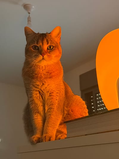 In a room located in Harish, Israel, a domestic feline, possibly a shorthair breed with light brown or fawn fur, is seated upright on a white shelf. The animal faces forward, its large, round eyes directed towards the viewer. Its fur and immediate surroundings are saturated with a strong orange light originating from a large, curved, orange lamp positioned out of frame to the right. A stack of at least two books is visible beneath the cat's rear on the shelf. The upper left background features a white ceiling fan with a visible, motion-blurred blade and a hanging light fixture. The upper right background shows a darker, rectangular architectural element, possibly a window with a vent or blinds, exhibiting a grid of light points. The remaining background consists of light-colored walls. No other living subjects are present; the feline is static.