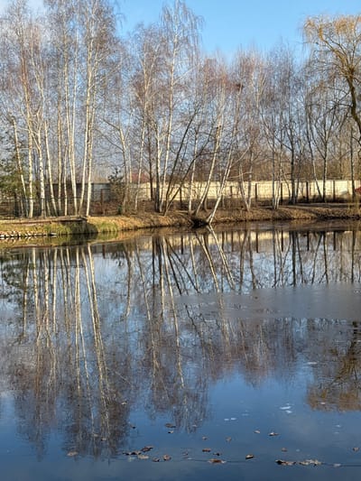 The image captures a tranquil landscape, likely in late autumn or winter, depicting a line of bare deciduous trees mirrored in a calm body of water under a clear blue sky. The composition showcases strong symmetry, with the trees and sky above creating a nearly perfect reflection in the water below.

Numerous trees, characterized by their slender, often light-colored trunks and intricate network of leafless branches, stand along a bank. These appear to be birches due to their distinct bark. The bright blue sky serves as a backdrop, highlighting the delicate silhouettes of the branches. A narrow strip of land at the base of the trees shows subtle textures and hints of distant structures or vegetation.

The lower portion of the image features the water's surface, which acts as a pristine mirror, reflecting the trees and sky with remarkable clarity. The water is largely still, allowing for detailed inverted images, though slight surface disturbances can be observed. A few scattered dry leaves float on the water, adding a natural detail consistent with the season.

The scene is illuminated by bright, natural daylight, suggesting a clear and sunny day. There are no people or active events depicted, conveying a sense of stillness and natural beauty. The setting is in Plyuty, Ukraine.
