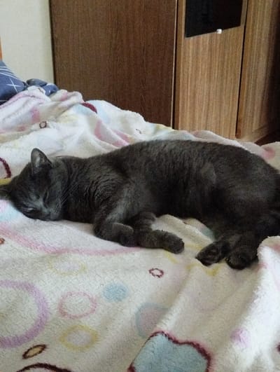 The image shows a short-haired, dark gray cat sleeping peacefully on a soft, white blanket with a colorful pattern of circles in shades of pink, purple, yellow, and blue. The cat is curled up on its side, with its head resting on the blanket and its eyes closed. Its paws are tucked beneath its body. The blanket appears to be a throw blanket, possibly on a bed or sofa, with a folded blue and white striped pillow visible at the top left corner of the frame. In the background, there is a wooden wardrobe or cabinet with a dark, possibly black, rectangular object mounted on its doors, which could be a television screen or a decorative panel. The overall scene evokes a sense of comfort and relaxation. The lighting suggests it might be daytime, possibly indoors, with no specific indication of the weather. The location is identified as Sheptytskyi, Ukraine, but no specific landmarks are visible to confirm this. There is no visible text in the image.