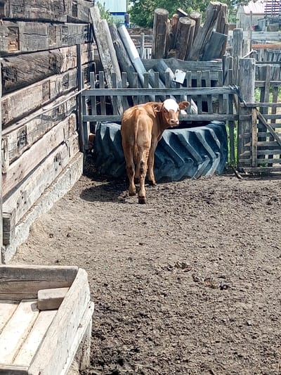 In the city of Zavyalovo, Russia, a brown calf with a white face stands in a dirt pen. The calf is facing away from the camera, looking over its shoulder. Behind the calf, a large black tractor tire lies on its side. The pen is enclosed by a rustic wooden fence and a wall made of rough-hewn logs. In the background, a pile of logs and a portion of a building are visible. The ground is covered in dry dirt and straw.