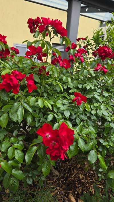 The image captures a vibrant close-up of a red rose bush with abundant green foliage. Numerous bright red roses are in full bloom, scattered across the frame. Many of the deep green leaves are adorned with small water droplets, suggesting recent rainfall or morning dew.

In the background, a light yellow building provides a soft contrast to the vivid plant life. A dark grey metal beam, likely part of a balcony or structural support, is visible on the left side, along with reflective glass panels. The lower right portion of the image reveals the ground beneath the bush, covered with brown wood chips or mulch. Interspersed within the mulch are small green plants featuring tiny purple blossoms, possibly lavender, indicating a cultivated garden space.

The scene depicts a moment of natural serenity and beauty, with no human activity taking place. The fresh appearance of the plants suggests a healthy environment, possibly captured during daytime after precipitation. There is no visible text in the image. The setting is Zirndorf, Germany, showcasing local flora and architecture.
