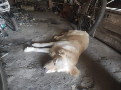 A golden retriever dog lies on a dirt floor, asleep. The dog's head is turned to the left, and its eyes are closed. Its body is stretched out on the floor, with its legs extended. The dog appears to be healthy and well-groomed.
The background of the image is a dimly lit garage or workshop. There are various objects scattered around the floor, including tools, spare parts, and debris. A bicycle is leaning against a wooden wall on the right side of the image. The overall impression is one of a cluttered but functional space.
The image is taken from a high angle, looking down at the dog. The lighting is somewhat dim, but the dog is well-lit, suggesting that it is the main subject of the photograph.
The scene is set in the city of Pyriatyn, Ukraine, which is a small city located in the Poltava Oblast. Pyriatyn is known for its agricultural industry and its proximity to the Dnipro River. The city has a population of about 15,000 people.