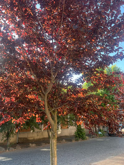 This image depicts a tree with reddish-brown leaves, possibly a plum tree, in the foreground. The tree is situated on a cobblestone street. Behind the tree, there is a building with a grey concrete base and a brick upper section. Further in the background, there are other trees, some with green foliage, and a glimpse of a vehicle. The scene suggests an outdoor environment in a European-style urban setting. The lighting indicates it is daytime, with the sun casting dappled light through the leaves of the foreground tree. The city of Berehove, Ukraine, is known for its distinct architecture and a variety of trees that line its streets, fitting the context of this image.