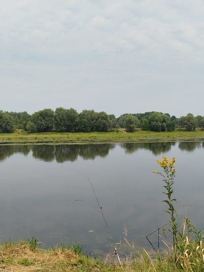 The image depicts a tranquil river scene on a cloudy day in the vicinity of Topolina, Poland. The foreground is dominated by the calm, reflective surface of the river, with its murky water showing subtle ripples. On the right bank, a fishing rod stands upright, its line extending into the water. Beside it, a tall plant with yellow flowers reaches towards the sky. The bank itself is covered in dry grass and some greenery.
Across the river, a dense line of trees forms the middle ground, their lush green foliage reflected in the water below. The trees appear to be a mix of deciduous species, with some scattered taller ones. A faint path or clearing is visible cutting through the vegetation on the bank opposite. The background consists of a hazy sky with soft, diffused clouds, suggesting an overcast or slightly foggy atmosphere. The overall impression is one of quiet natural beauty.
