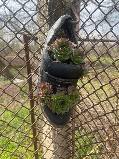 A black, worn shoe, possibly made of leather or synthetic material, is suspended vertically by a metal hook from a light gray concrete or stone fence post. The shoe functions as a planter, containing several clusters of green succulent plants with reddish tips, identifiable as *Sempervivum* or houseleeks. The shoe exhibits visible stitching and some wear. A rusty chain-link fence, with diamond-shaped mesh and small patches of green lichen or moss, runs horizontally across the foreground and midground, attached to the post. The background is out of focus, revealing a ground covered in green foliage interspersed with small pink and yellow wildflowers, indicative of an outdoor, vegetated area. Beyond this, blurred bare tree branches are visible against a bright sky. This scene is located in Blaskovo, Bulgaria.