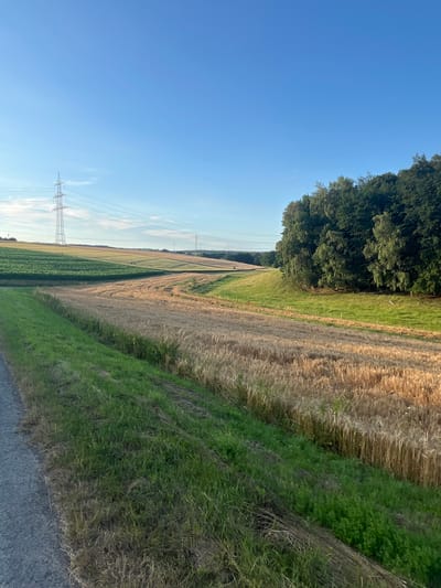 The image depicts a rural landscape in Wiera, Germany, under a clear blue sky, suggesting a sunny day. The scene is dominated by agricultural fields and a line of trees. In the foreground, a rough, gray surface, possibly a road or path, runs along the bottom edge. Adjacent to this is a sloping embankment covered in lush green grass.

Further into the scene, a series of fields are visible. The closest field to the grassy embankment is a vibrant green, possibly a crop like corn or grass. Beyond this, there's a field of golden-brown, harvested stalks, likely wheat or barley, with some remaining stubble. To the left of these fields, a dense forest of dark green trees creates a natural boundary.

In the distance, a prominent electrical pylon stands tall, with wires stretching across the sky, indicating the presence of power infrastructure. The sky is a deep, clear blue with a few faint white clouds visible, particularly near the horizon. The lighting suggests it is either early morning or late afternoon, given the warm tones of the harvested field and the long shadows that might be implied. The overall impression is one of a tranquil, agricultural setting in the German countryside. There is no visible text in the image.