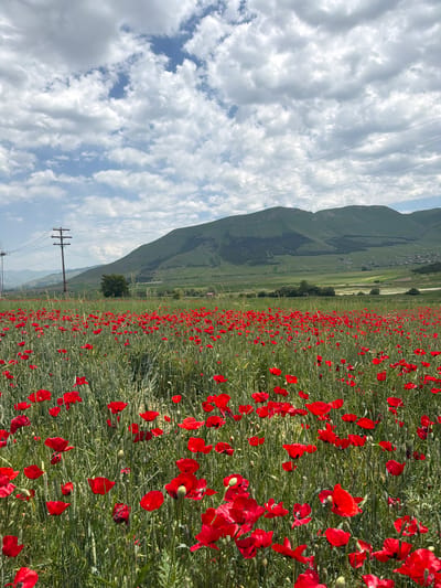 A field of vibrant red poppies fills the foreground, with tall green stalks interspersed among the blossoms. In the midground, a single green tree stands out against rolling green hills. Further in the distance, a range of larger, green mountains dominates the horizon, their slopes marked with subtle shadows and textures. A utility pole with crossbars is visible to the left of the tree, with power lines stretching across the frame. The sky above is a dynamic mix of white, puffy clouds and patches of bright blue. The scene is set in the city of Jrashen, Armenia.