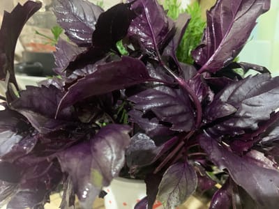 This media file is a close-up shot of a healthy, vibrant potted plant with deep purple leaves, likely basil. The leaves are glossy and appear slightly wet, suggesting they may have been recently watered or misted. The plant is in focus, with its rich, dark purple foliage filling most of the frame. Some lighter green foliage from another plant is visible in the background, slightly out of focus.
The setting appears to be indoors, possibly on a shelf or table, with a plain, light-colored wall in the background. A white pot with subtle red polka dots is partially visible at the bottom of the frame, containing the plant. There are no people or animals visible in the image. The lighting is soft and diffused, creating a gentle sheen on the leaves. The overall mood is one of natural beauty and freshness, highlighting the lushness of the plant. The time of day and weather are not discernible from the image. No text is visible.