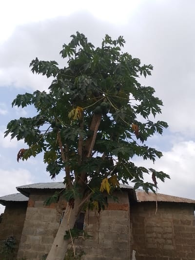 A papaya tree laden with green fruit dominates the frame. Its multiple trunks emerge from the ground at an angle, reaching towards the cloudy sky. The tree's large, lobed leaves are abundant. Behind it, two simple buildings constructed from gray blocks and topped with corrugated metal roofs stand side-by-side. The setting suggests a rural or less developed area.