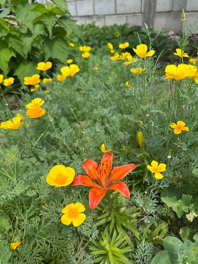 The image displays a close-up of a vibrant flower bed with a variety of blooming plants. Dominant are bright yellow, cup-shaped flowers, likely California poppies, scattered throughout the frame. In the foreground, a striking orange lily with dark spots on its petals is prominently featured, its blooms partially open, revealing its stamen. The backdrop consists of lush green foliage, with some larger, darker leaves visible in the upper left corner. A portion of a light-colored brick wall is discernible in the upper background, suggesting an urban or suburban setting. The overall impression is a well-tended garden in bloom, showcasing a mix of colors and textures. The image does not contain any people or identifiable landmarks related to the city of Қосшы, Kazakhstan.