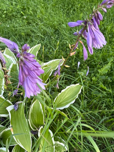 An outdoor, close-up, eye-level, vertical shot captures a cluster of blooming hosta flowers with purple tubular petals. The flowers are on a slender, brown stalk that extends upwards, with some wilting and dried petals visible. The hosta leaves are green with white, variegated edges and are positioned in the foreground and midground. The background consists of lush green grass, suggesting a garden or lawn setting. The scene appears to be in Lyady, Russia.