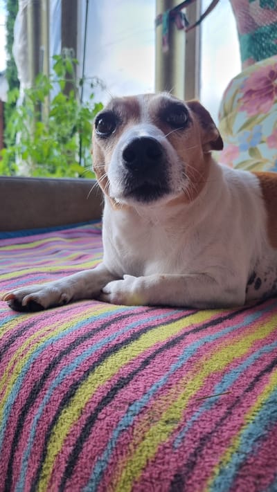 A medium shot captures a close-up of a Jack Russell Terrier resting on a brightly striped blanket. The dog, predominantly white with tan markings on its head and back, lies down with its front paws crossed. Its gaze is directed forward with an inquisitive expression. The background is softly blurred, showing greenery and a window, suggesting an indoor setting near a garden. The blanket features a pattern of diagonal stripes in pink, yellow, blue, and dark grey. The scene appears to be within a home in Солнечная Поляна-3 Снт, Russia, given the context.