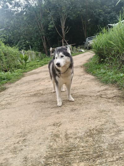 A husky dog stands on a paved road in Ban Pong Klang, Thailand. The dog, with black and white fur and striking blue eyes, is positioned in the center of the frame, facing slightly to the left. The road appears to be made of concrete and has a rough texture. To the right of the road, tall, green grass grows abundantly. In the background, lush green trees form a dense forest, suggesting a rural or natural setting. A silver pickup truck is partially visible parked on the road further up. The overall scene is outdoors and appears to be a bright, possibly overcast day, given the even lighting.