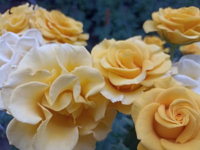 A close-up, low-angle shot captures a cluster of yellow and white roses. The roses are in various stages of bloom, with some tightly furled and others more open, showcasing their delicate, layered petals. The lighting is soft, highlighting the subtle variations in color from pale yellow to creamy white. The background is a blurred expanse of dark green foliage, providing a contrasting backdrop that makes the vibrant roses stand out. There are no people or buildings visible, and the image appears to be taken outdoors in a garden or natural setting. There is no information within the image to suggest its location in Dagestanskiye Ogni, Russia.