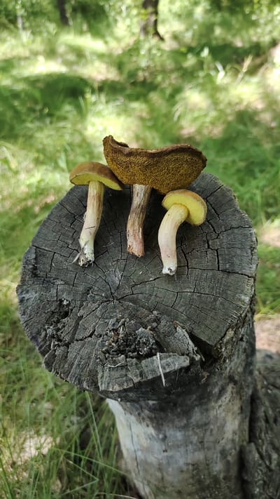 Three brown and yellow mushrooms are displayed on a weathered, cracked tree stump in a natural outdoor setting. The mushrooms have stout, pale stems and broad caps. The largest mushroom on the left has a dark brown, porous underside, while the other two mushrooms are positioned to reveal their bright yellow gills. The tree stump is rough and shows distinct growth rings, indicating it's likely a cross-section of a fallen log. The background is a blur of green, suggesting lush grass and foliage, possibly in a forest or park environment. The lighting appears to be natural daylight, with soft shadows indicating it could be daytime. There is no visible text in the image. The overall scene conveys a sense of nature and foraging, with the mushrooms being the central focus. The location context is Mikhaylovka, Russia.